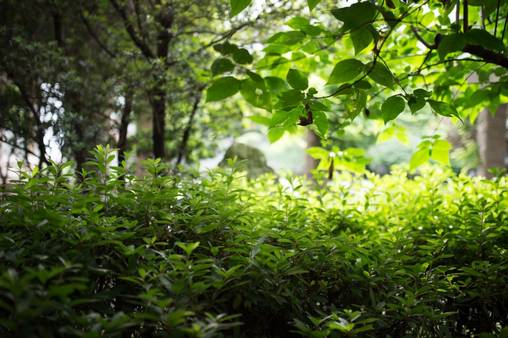 魯迅公園99
